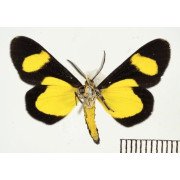 CYLLOPODA JATROPHARIA
